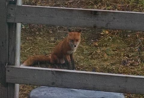 Red fox sitting.